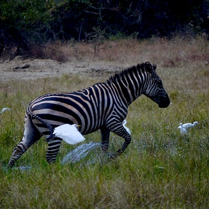 Zèbre trottant entouré d'oiseaux - Rwanda  - collection de photos clin d'oeil, catégorie animaux